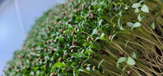 Image from Forest City Microgreens