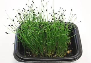 Image from Forest City Microgreens