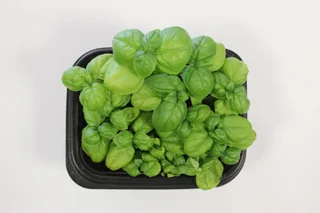 Image from Forest City Microgreens