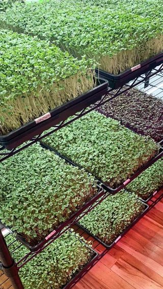Image from Forest City Microgreens