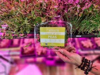 Image from Forest City Microgreens