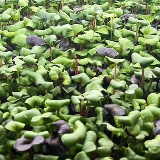 Image from Forest City Microgreens