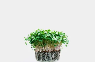 Image from Forest City Microgreens