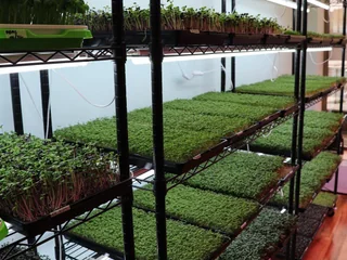 Growing racks of microgreens